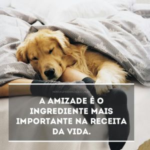 Novas amizades❤️🤡